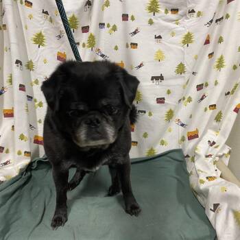 CRISTOFF -  Pug Dog for Adoption in Modesto, California - CRISTOFF | PetCurious