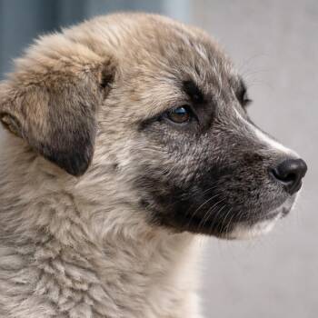 Luna -  Mixed Breed Dog for Adoption in Bend, Oregon - Luna | PetCurious