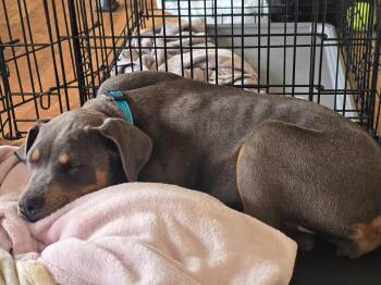 Doberman Pinscher Dogs Available for Adoption in Minneapolis, Minnesota - April | PetCurious