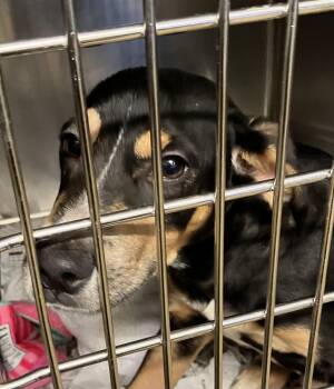 Phillip -  Mixed Breed Dog for Adoption in Parma, Ohio - Phillip | PetCurious
