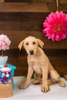 490-26 -  Retriever Dog for Adoption in Brighton, Colorado - 490-26 | PetCurious