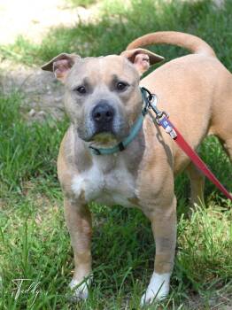 Teddy -  Pit Bull Terrier Dog for Adoption in Houston, Texas - Teddy | PetCurious