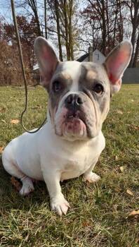Rescue English Bulldog Dogs for Adoption in Madison Heights, Michigan - Penny | PetCurious