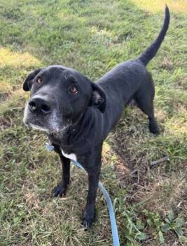 Cecily -  Labrador Retriever and Mixed Breed Dog for Adoption in Kansas City, Missouri - Cecily | PetCurious