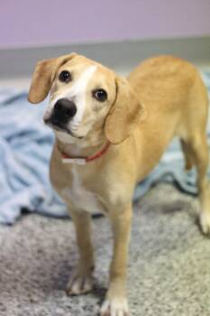Shop in NH. Come Meet our Adoptable Dogs Wednesday-Saturday. Mor -  Yellow Labrador Retriever Dog for Adoption in Manchester, New Hampshire - Shop In NH. Come Meet Our Adoptable Dogs Wednesday-Saturday. Mor | PetCurious