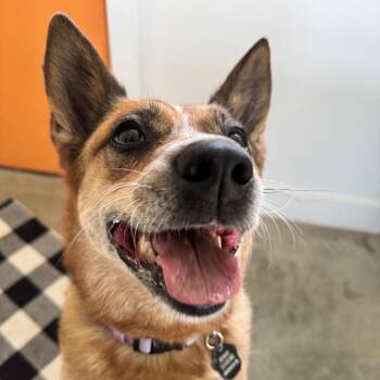 Camilla -  Cattle Dog and Mixed Breed Dog for Adoption in Chicago, Illinois - Camilla | PetCurious