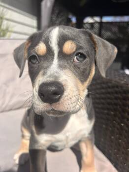 Pit Bull Terrier Dogs Available for Adoption in Racine, Wisconsin - Advocate | PetCurious