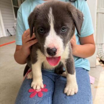 Missy -  Pit Bull Terrier and Mixed Breed Dog for Adoption in Buffalo, Minnesota - Missy | PetCurious