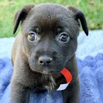 Mixed Breed Dogs Available for Adoption in Huntsville, Alabama - Bridget | PetCurious