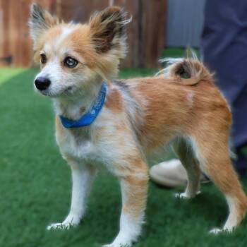 Kit Kat -  Pomeranian Dog for Adoption in Northbrook, Illinois - Kit Kat | PetCurious