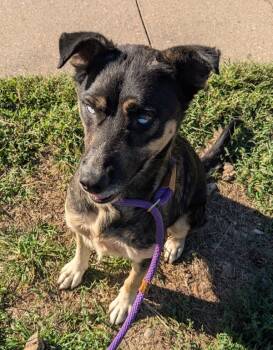 Rescue Siberian Husky Dogs for Adoption in Osage Beach, Missouri - River | PetCurious