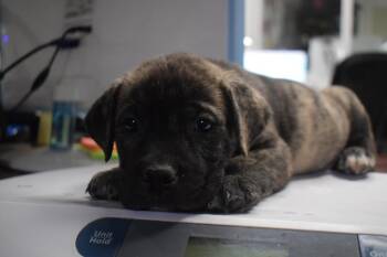 German Shepherd Dog and Mixed Breed Dogs Available for Adoption in Pahrump, Nevada - Tonka (Cali P5) | PetCurious