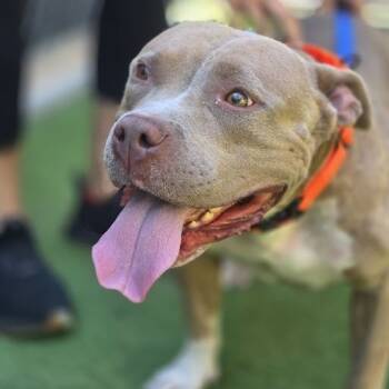 Rescue Mixed Breed Dogs for Adoption in Bangall, New York - Mary Mira | PetCurious