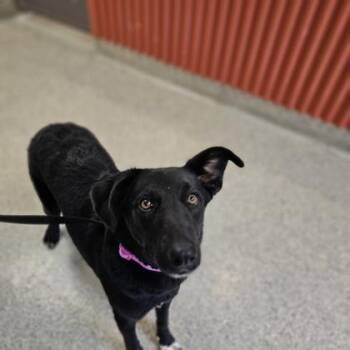 Labrador Retriever and Mixed Breed Dogs Available for Adoption in Kansas City, Missouri - Niagara | PetCurious
