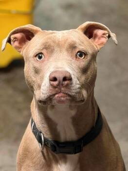 Dobby -  Pit Bull Terrier Dog for Adoption in Louisville, Illinois - Dobby | PetCurious