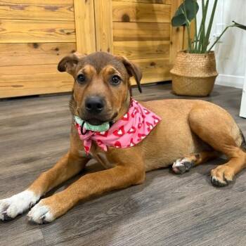 Mattie Minnie Riperton -  Labrador Retriever and Mixed Breed Dog for Adoption in Friendswood, Texas - Mattie Minnie Riperton | PetCurious
