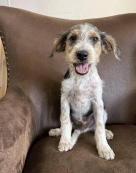 Sunny -  Miniature Schnauzer and Fox Terrier Dog for Adoption in Iron Ridge, Wisconsin - Sunny | PetCurious