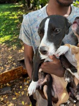 Rescue Mixed Breed Dogs for Adoption in Dallas, Texas - OREO | PetCurious