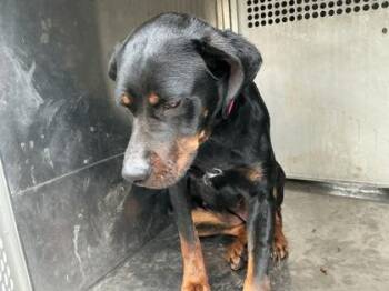 Rottweiler and Mixed Breed Dogs Available for Adoption in Shreveport, Louisiana - Valkyrie | PetCurious