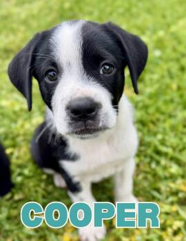 Cooper -  Dachshund Dog for Adoption in Shalimar, Florida - Cooper | PetCurious