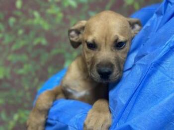 Labrador Retriever and Mixed Breed Dogs Available for Adoption - Smores | PetCurious