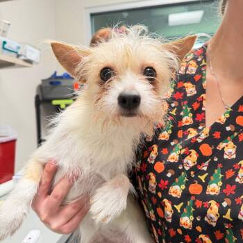 Baxter -  Mixed Breed Dog for Adoption in Englewood, Florida - Baxter | PetCurious