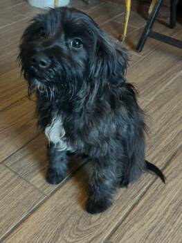 Miniature Schnauzer and Poodle Dogs Available for Adoption - Filippo | PetCurious