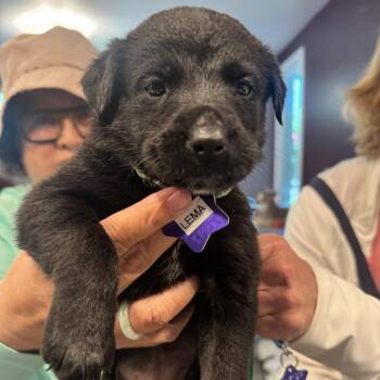 Lema -  Mixed Breed Dog for Adoption in San Francisco, California - Lema | PetCurious