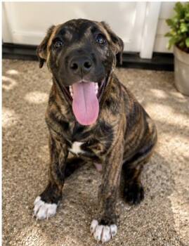 SCALLOPED -  German Shepherd Dog and Australian Shepherd Dog for Adoption in Riverside, California - SCALLOPED | PetCurious