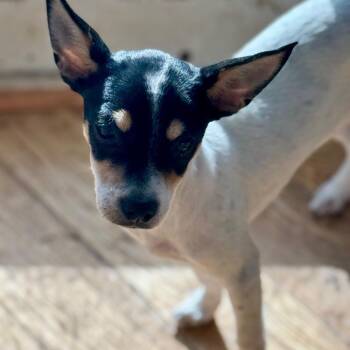 Tiny -  Rat Terrier and Mixed Breed Dog for Adoption in Huntsville, Alabama - Tiny | PetCurious