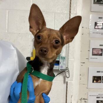 Chihuahua Dogs Available for Adoption in Edinburg, Texas - Tallahassee | PetCurious