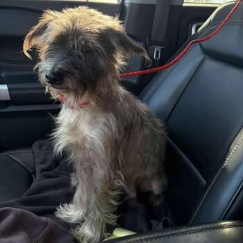 Rescue Terrier Dogs for Adoption in Tulsa, Oklahoma - Micky | PetCurious