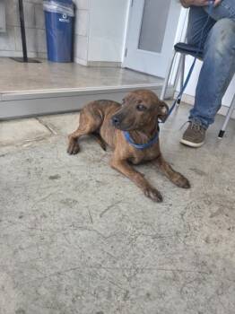 Rescue Mixed Breed Dogs for Adoption in Fort Worth, Texas - 59690570 | PetCurious