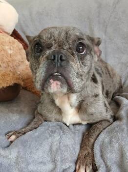French Bulldog Dogs Available for Adoption in Fort Worth, Texas - Boone | PetCurious