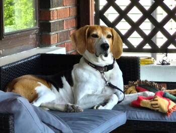Elly May -- HELP Needed ASAP -  Treeing Walker Coonhound Dog for Adoption in North Bay, Ontario - Elly May -- HELP Needed ASAP | PetCurious