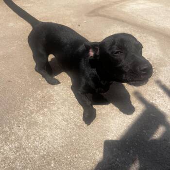 Rescue Dachshund Dogs for Adoption in Mobile, Alabama - Smokey | PetCurious