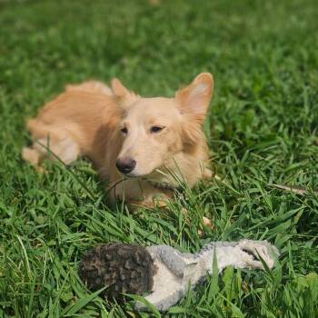 Buttercup -  Golden Retriever and Shetland Sheepdog Sheltie Dog for Adoption in Springfield, Missouri - Buttercup | PetCurious