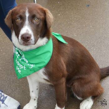 Australian Cattle Dog Blue Heeler and Retriever Dogs Available for Adoption in Washington, District Of Columbia - Rory | PetCurious