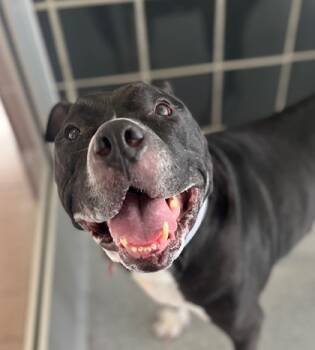 Rescue Boxer and Terrier Dogs for Adoption in Valley View, Ohio - Revere | PetCurious