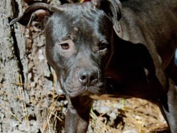 Rescue Mixed Breed Dogs for Adoption in West Chester, Pennsylvania - Pablo | PetCurious