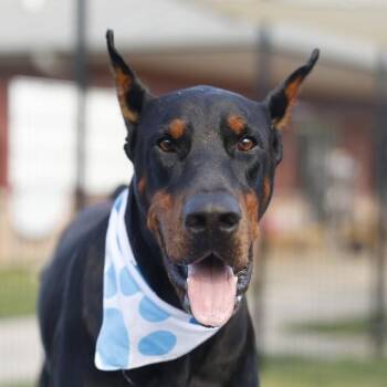 JULIAN -  Doberman Pinscher Dog for Adoption in San Antonio, Texas - JULIAN | PetCurious
