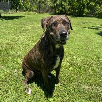 Maka -  Mixed Breed Dog for Adoption in Keaau, Hawaii - Maka | PetCurious
