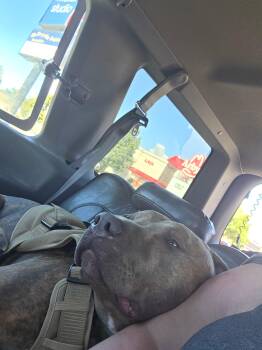 Pit Bull Terrier Dogs Available for Adoption in Pocatello, Idaho - Thor | PetCurious