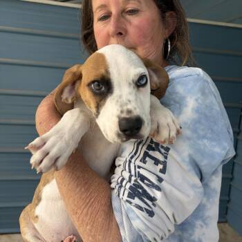 Retriever and Terrier Dogs Available for Adoption in Quakertown, Pennsylvania - Burke | PetCurious