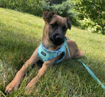 Testa -  German Shepherd Dog Dog for Adoption in Duxbury, Massachusetts - Testa | PetCurious