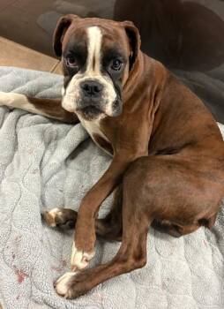 Truffles -  Boxer Dog for Adoption in Malvern, Pennsylvania - Truffles | PetCurious