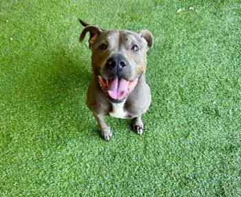 BILLIE -  Pit Bull Terrier Dog for Adoption in Rowlett, Texas - BILLIE | PetCurious
