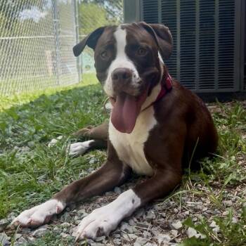 Angel -  Boxer and Cane Corso Dog for Adoption in Fairmont, West Virginia - Angel | PetCurious