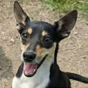 Rescue Chihuahua and Mixed Breed Dogs for Adoption in Burlington, Wisconsin - Clover | PetCurious