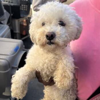Poodle Dogs Available for Adoption in Richmond, California - COLETTE | PetCurious